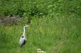 Nette_See_Natur_038.JPG