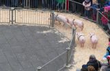 047 F-Markt 2016.jpg