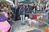 Ferkesmarkt 2012_007.jpg
