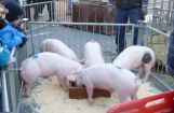 Ferkesmarkt 2012_010.jpg