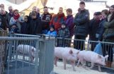 Ferkesmarkt 2012_008a.jpg