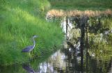 Nette_See_Natur_043.jpg