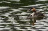 Nette_See_Natur_015.JPG
