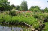 Nette_See_Natur_021.JPG