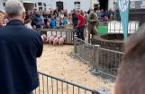 Ferkesmarkt.jpg