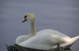Nette_See_Natur_041.JPG