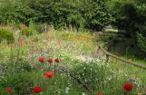 Nette_See_Natur_006.JPG