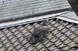 Ferkesmarkt 2014 029.jpg
