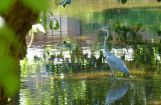 Nette_See_Natur_016.JPG